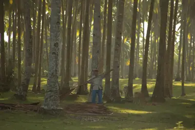 Sunlight filtering between tall tree trunks in a green forest